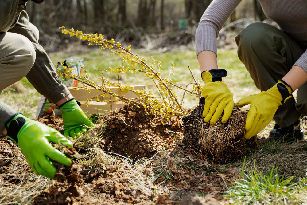 Gartenarbeit im Herbst: So machen Sie Ihren Garten winterfest